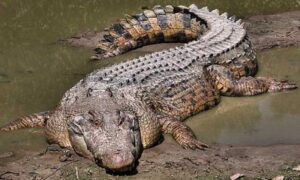 Thông tin sơ lược về loài cá sấu